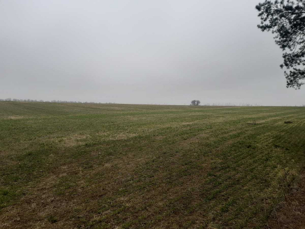 продажа земля сельскохозяйственного назначения Бориспольский, Вороньков, 159541 грн.  - зображення 1