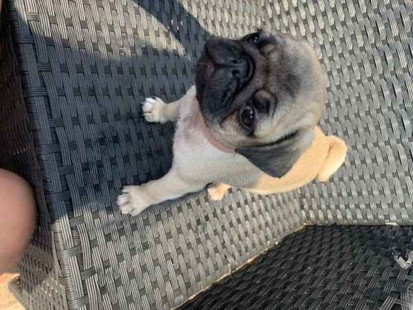 Гарненькі цуценята мопса 12 тижнів Киев - изображение 1