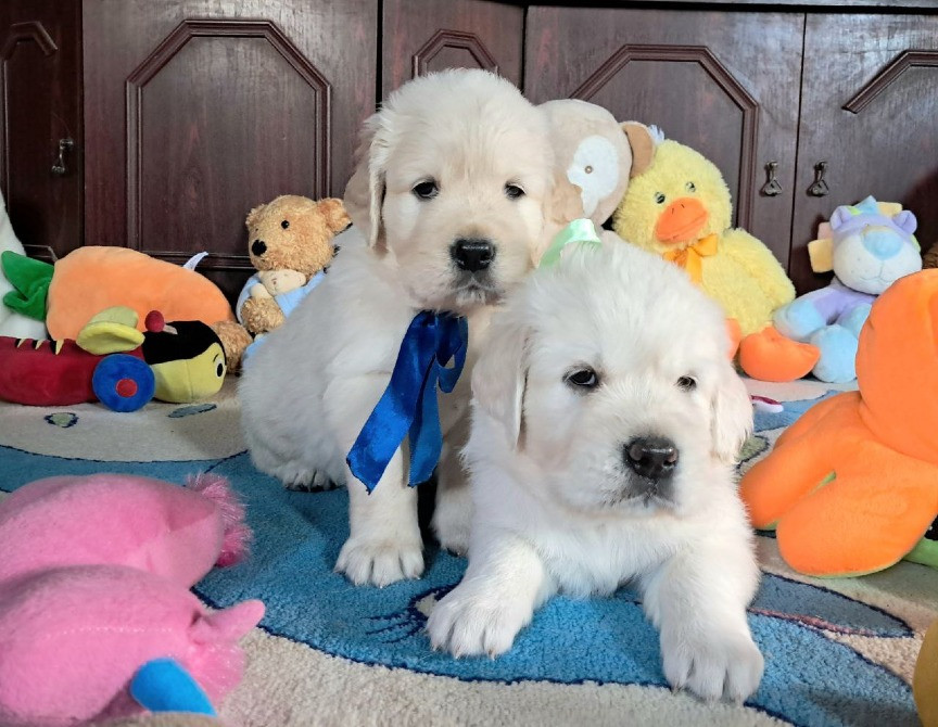 Цуценята золотистого ретрівера Ot Bahur Київ - зображення 6