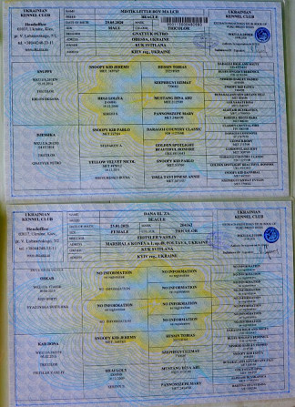 Біглі від батьків чемпіонів. Документи київського клубу, чіповані. Київ - зображення 3