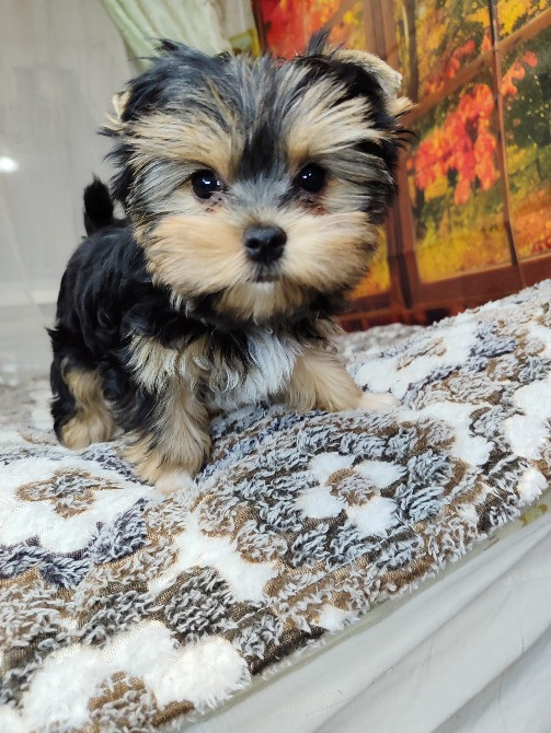 Продам цуценят йорків Павлоград - зображення 11