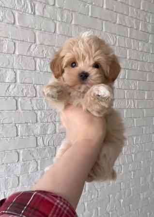 Мальтіпу Киев