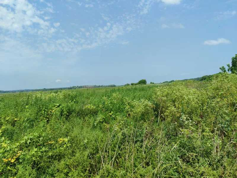 продажа земля сельскохозяйственного назначения Бородянский, Озера, 16265154 грн.  - зображення 8