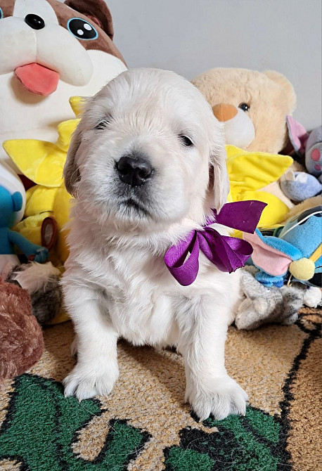 Цуценята золотистого ретрівера Киев - изображение 3