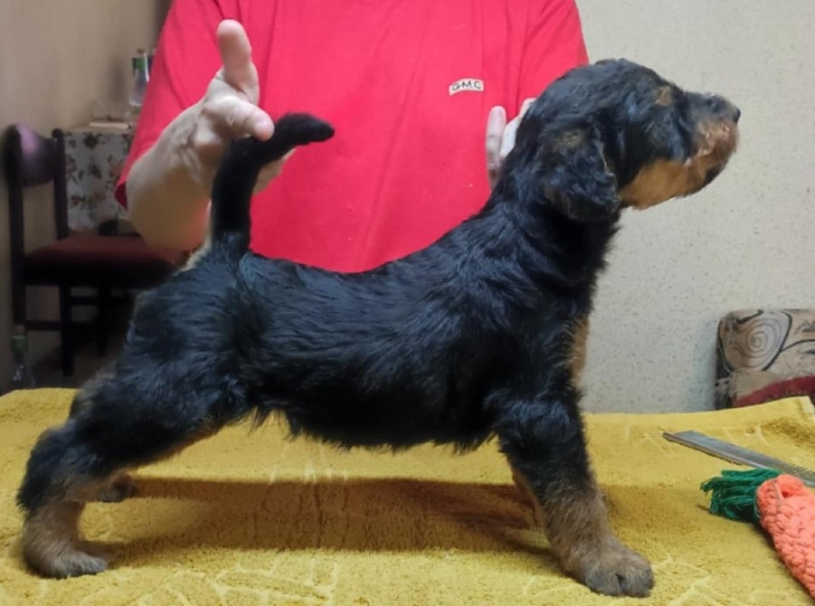 Щенки эрдельтерьера Харьков - изображение 1