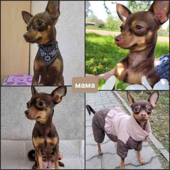 Той те'рєр щеннята Львів