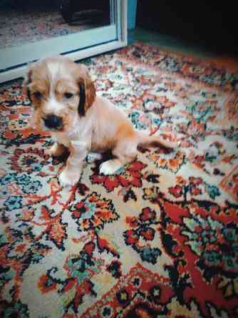 Английский кокер спаниель щенки Запоріжжя