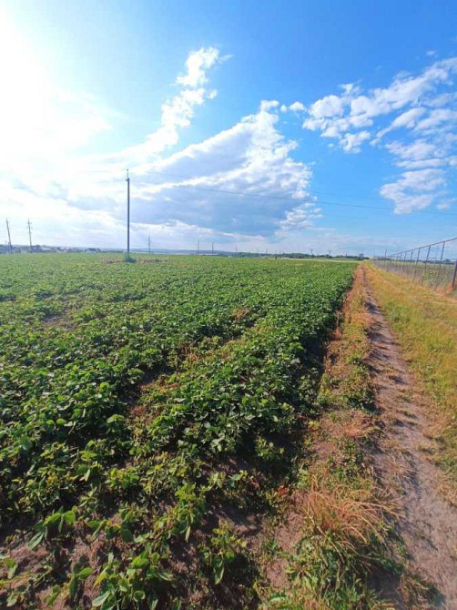 продажа земля сельскохозяйственного назначения Ровно, Бармаки, 75000 $  - зображення 2