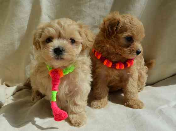 #МальтіпуF1#MaltipooF1#цуценята1,5міс#puppies Киев