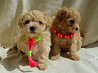 #МальтіпуF1#MaltipooF1#цуценята1,5міс#puppies Киев