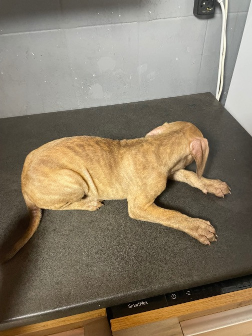 Продаю цуценят пітбуля(вже вакциновані та чіповані) Борисполь - изображение 9