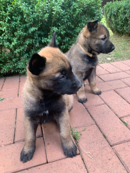 Цуценята бельгійської вівчарки (малінуа) Киев - изображение 1