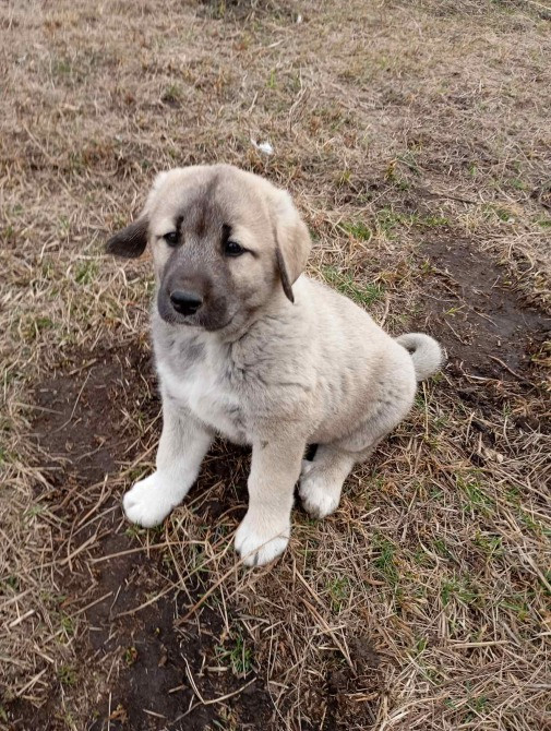 Кангал Обухов - изображение 5