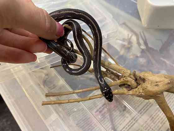 Королевская калифорнийская змея морфа страйп гет альбино Київ