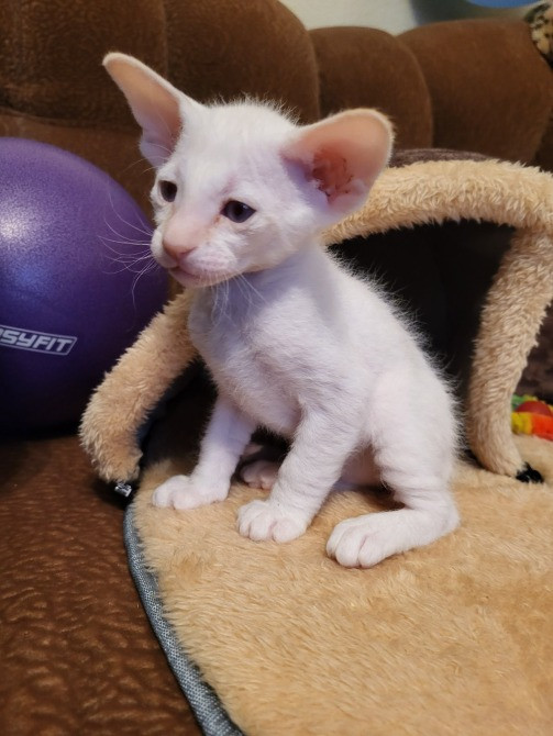 Предлагаем изумительных ориентальных котят. Кременчуг - изображение 3