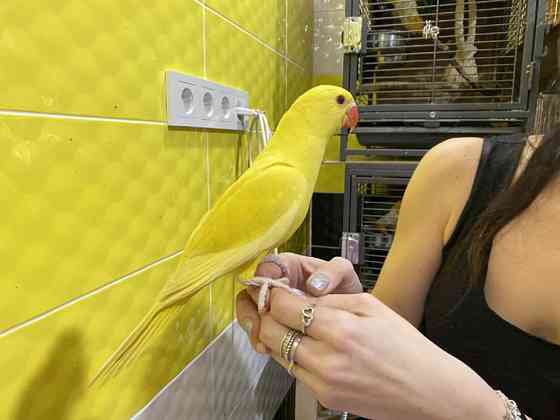 Ожереловий або намистовий папуга. Пташенята - вигодованці Київ