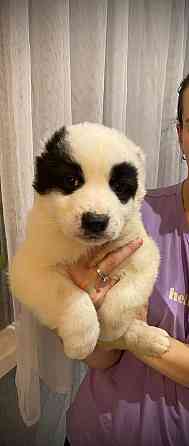 Продам щенков среднеазиатской овчарки(сао),алабай Кам'янське (Дніпродзержинськ)