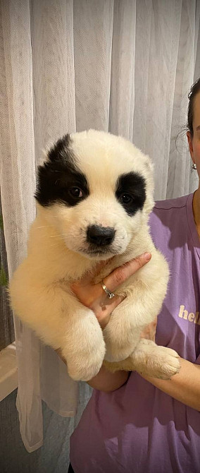 Продам щенков среднеазиатской овчарки(сао),алабай Кам'янське (Дніпродзержинськ) - зображення 1