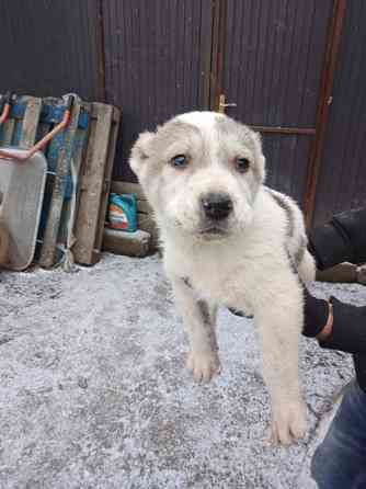 Продам щенков Алабая. Кропивницький