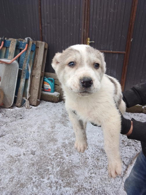 Продам щенков Алабая. Кропивницький - зображення 3