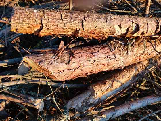 БЕСПЛАТНО МНОГО Отдам Деревья Дрова Ветки Бревна Пеньки Отопление Пиломатериалы Київ