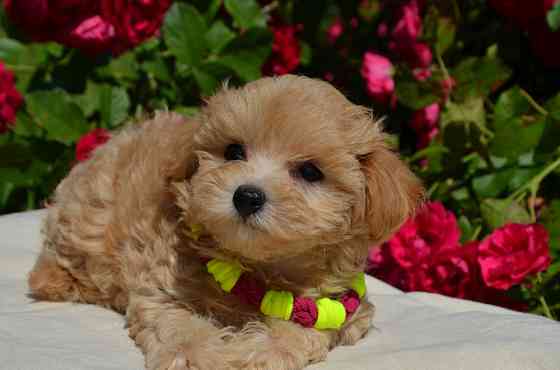 #МальтіпуF1#MaltipooF1#цуценята2міс#puppies 2 months Ukraine, Kyiv. Worldwide delivery Киев