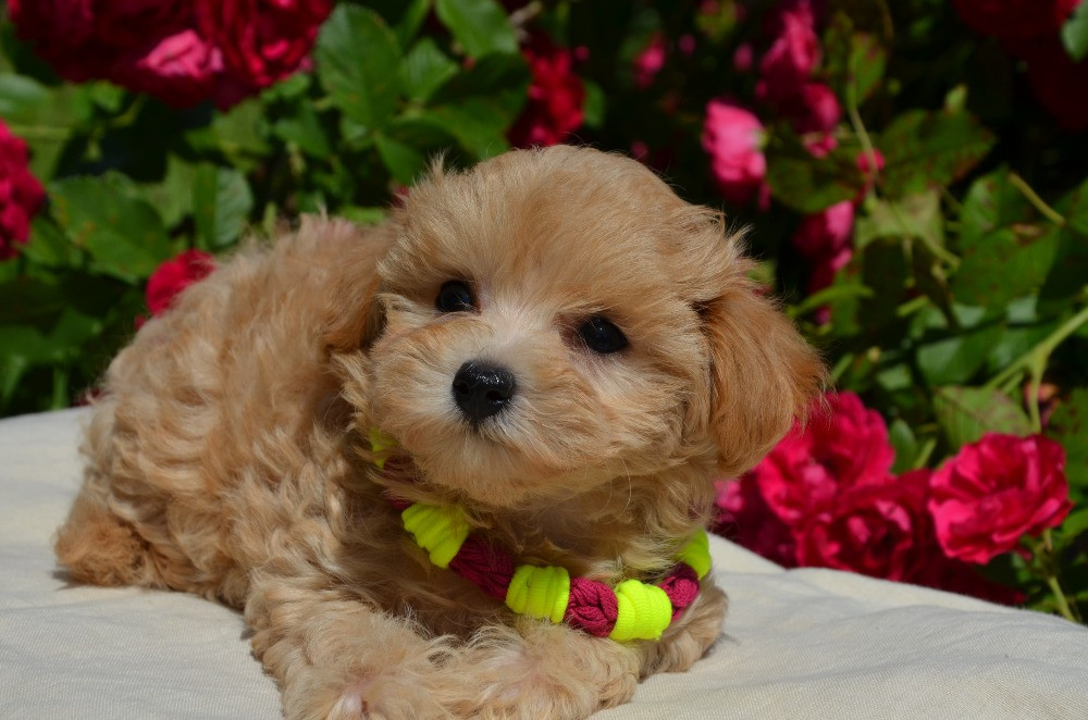 #МальтіпуF1#MaltipooF1#цуценята2міс#puppies 2 months Ukraine, Kyiv. Worldwide delivery Київ - зображення 6