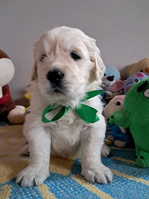 Щенки золотистого ретривера Київ - зображення 1