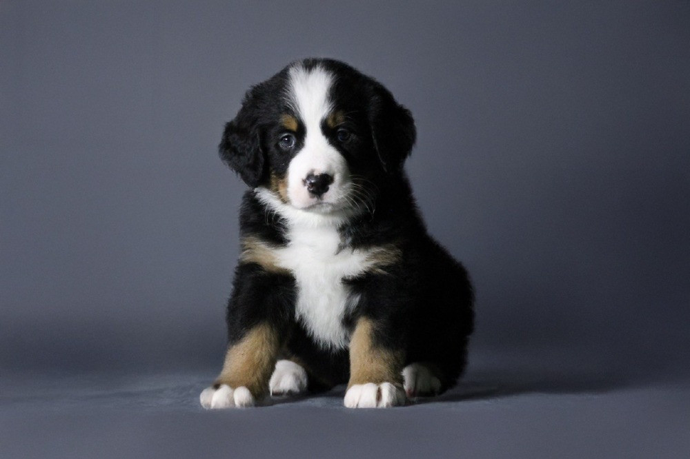 Шикарные щенки бернского зенненхунда Одеса - зображення 4