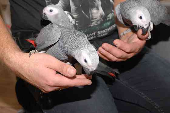 Жако алохвостий - говіркий папуга Київ