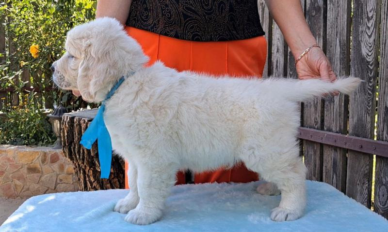 Цуценята золотистого ретрівера Ot Bahur Київ - зображення 4