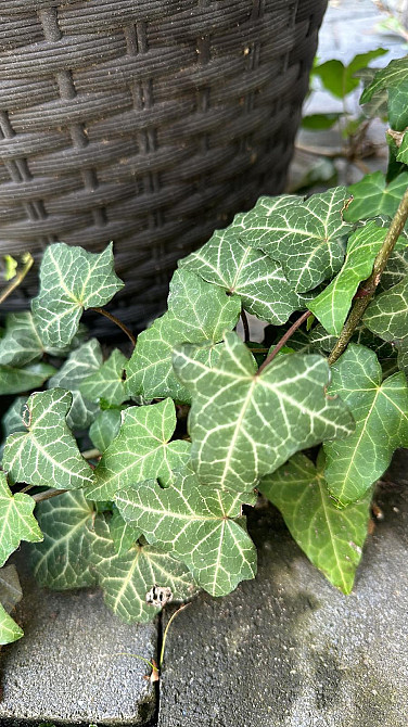 Плющ зелений з білими прожилками Львов - изображение 2
