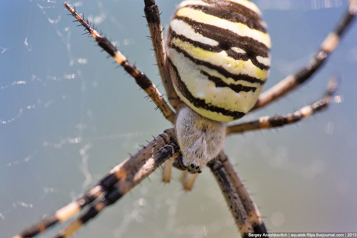 ПРОДАМ ВОТ ТАКОГО КРАСАВЦА- около 5 сантиметров(очень крупный паучара) Київ - зображення 1