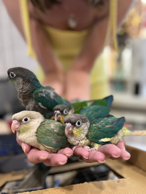 Папуга Пірура (Піррура) Pyrrhura molinae та Pyrrhura frontalis Київ - зображення 3