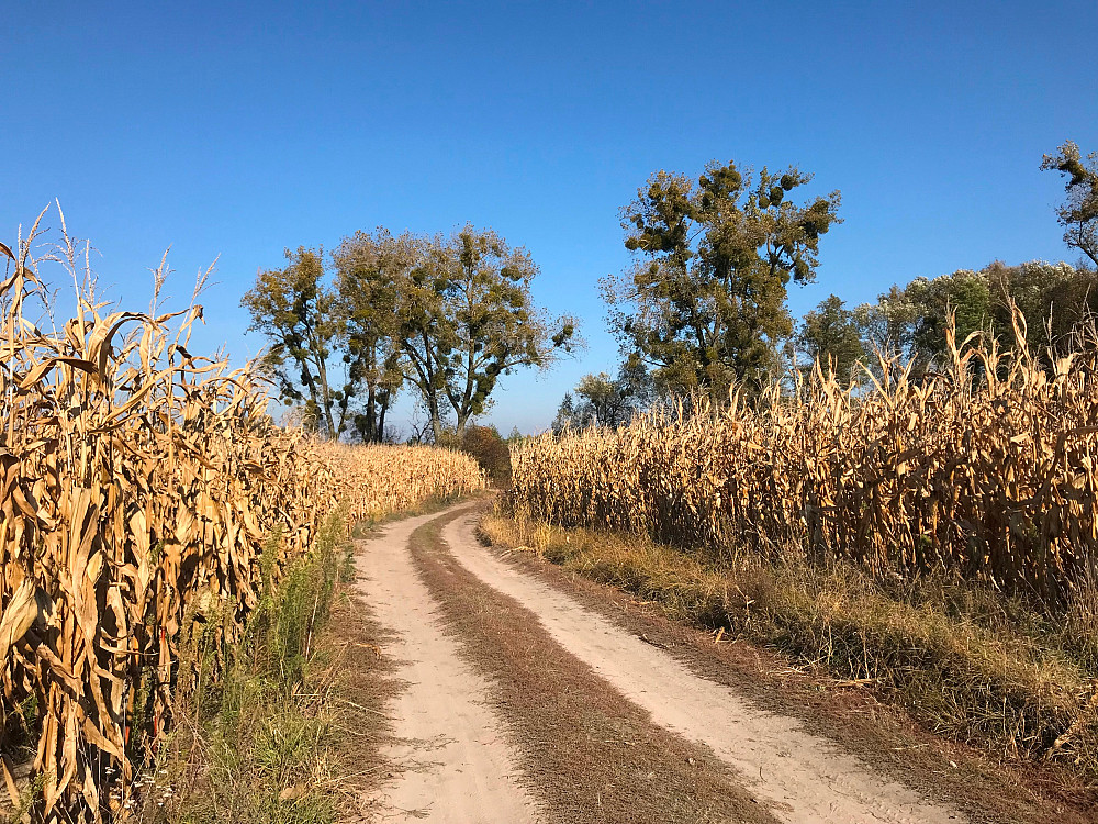 БЕЗ% продам участок 9.07 гектарів с. Мотижин, Ясногородка, Фастівський (Макарівський) район, 35 км Макаров - изображение 2