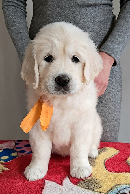 Цуценята золотистого ретрівера Київ - зображення 2