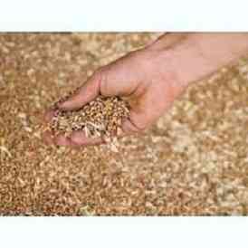 Купую зерновідходи та некондицію з самовивозом Черкаси