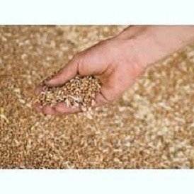 Купую зерновідходи та некондицію з самовивозом Черкаси - зображення 1