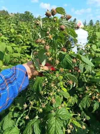 Саджанці малини ремонтантної Луцьк