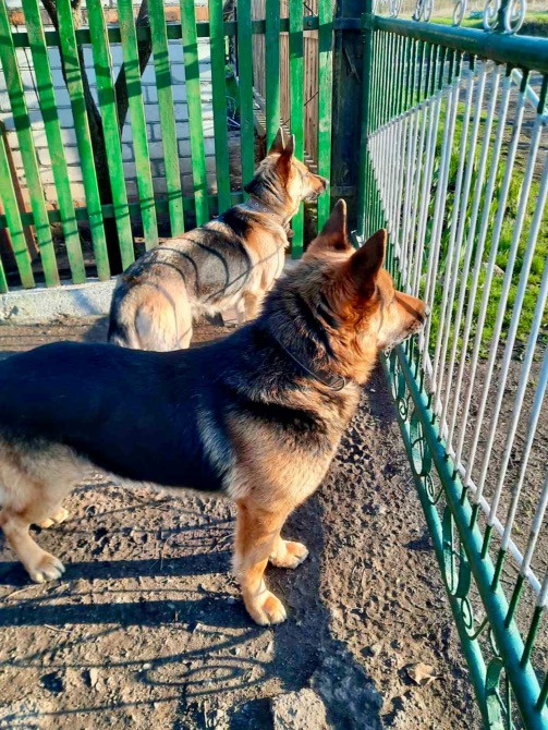 Цуценята німецької вівчарки Дніпро - зображення 1