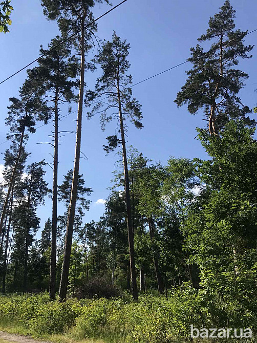 Клавдиево -Тарасово. Приватизированный участок 12 соток за 10тыс.у.е. Бородянка - изображение 2