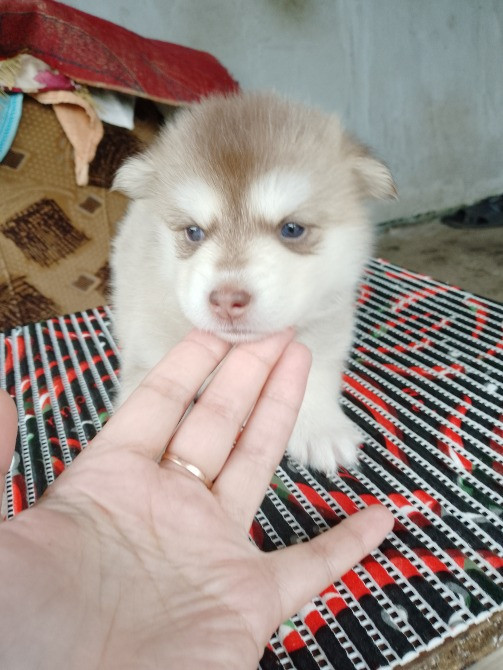 Дівчинка Помскі F1 Львов - изображение 6