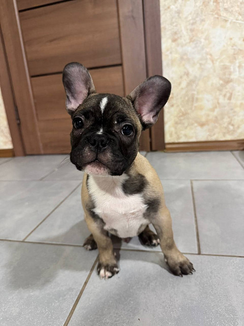 Продам собаку Новомосковск - изображение 1