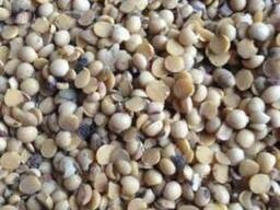 Відхід кукурудзи, половинки сої. Закуповую з самовивозом Черкаси - зображення 1