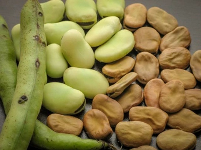 Продаємо квасолю різних сортів Тернопіль - зображення 1