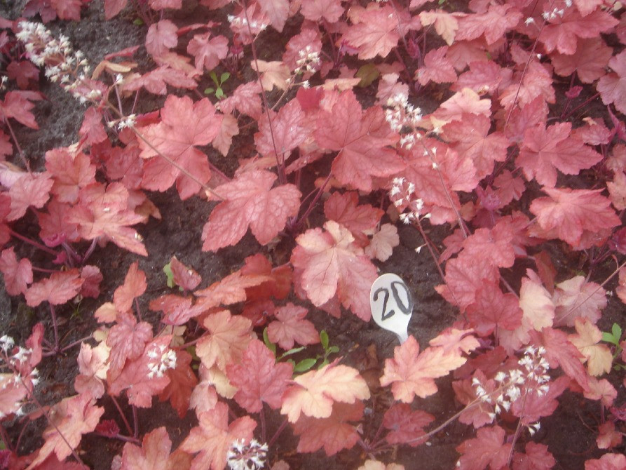 продам гейхеру Киев - изображение 10