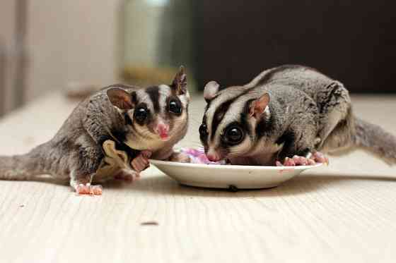 Сахарная сумчатая летяга Київ