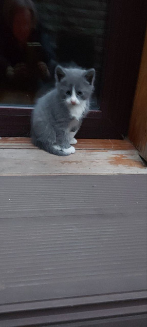 ПРОДАМ НЕДОРОГО БРИТАНЦЕВ И ПЕРСОВ Одесса - изображение 2