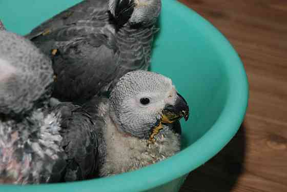 Вигодованці папуги- малюки з кільцем з офіційного розплідника Київ