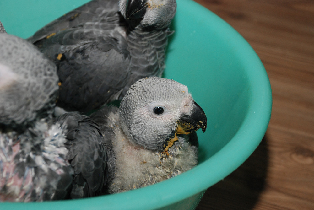 Вигодованці папуги- малюки з кільцем з офіційного розплідника Киев - изображение 4